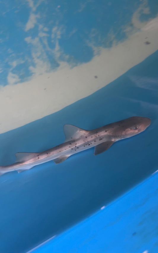 Banded Houndshark | Triakis scyllium (12-15")