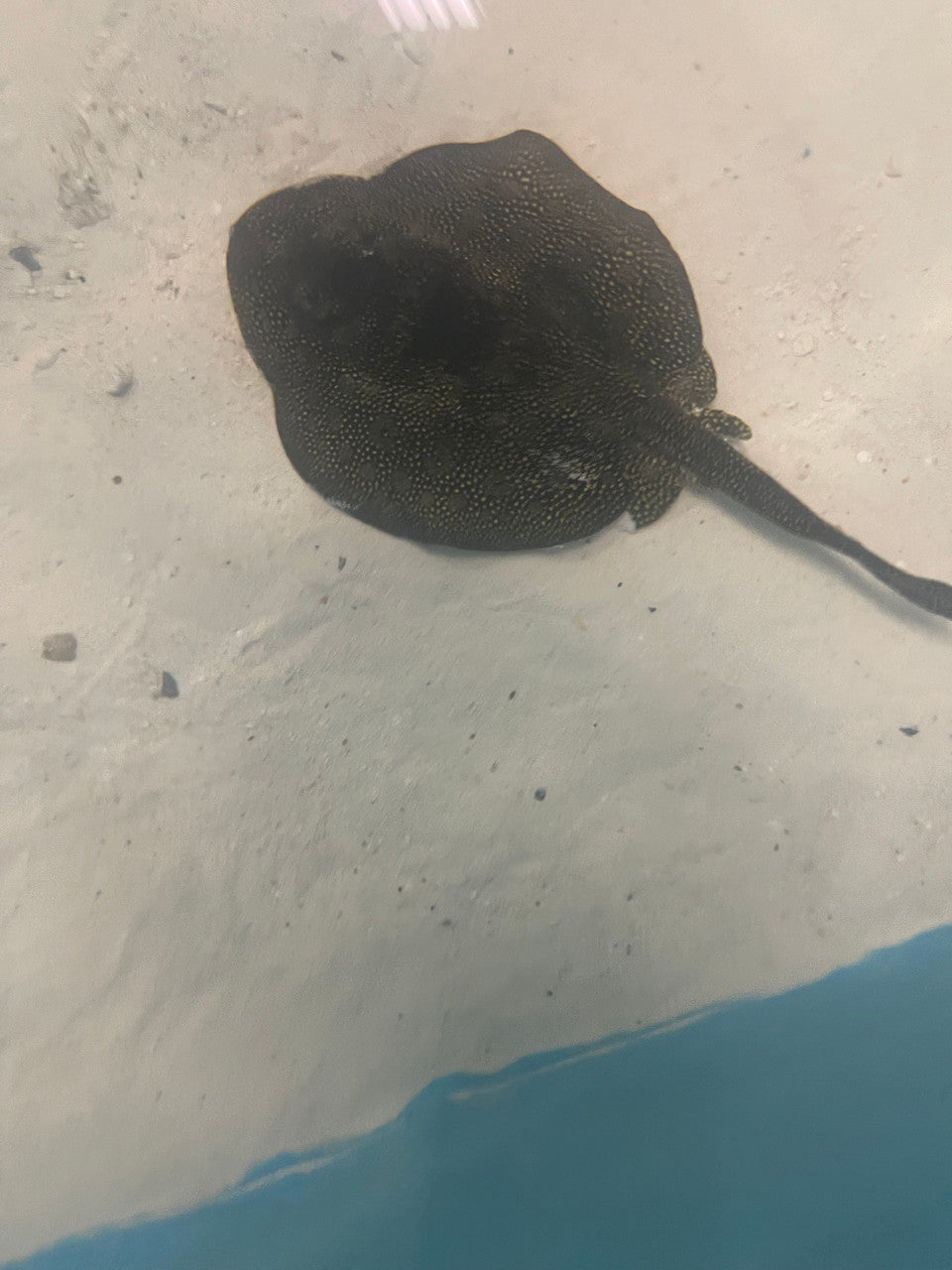 Yellow Stingray- Urolophus jamaicensis