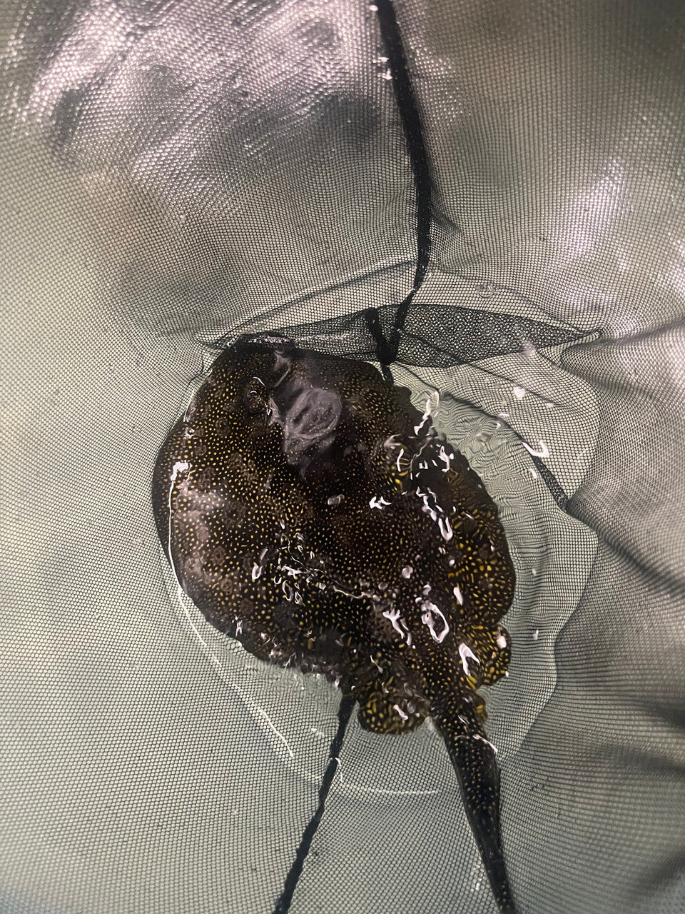 Yellow Stingray- Urolophus jamaicensis