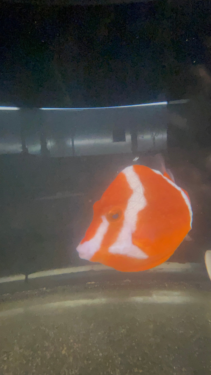 White Bar Boxfish | Anoplocapros lenticularis