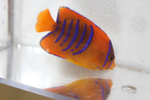 Clarion Angel | Holacanthus clarionensis (2" Juv)