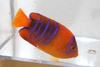 Clarion Angel | Holacanthus clarionensis (2 1/2" Juv)