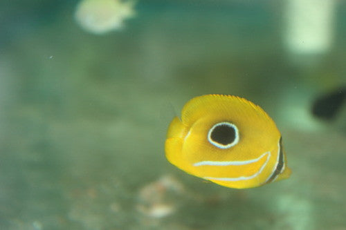 Bennet's Butterflyfish