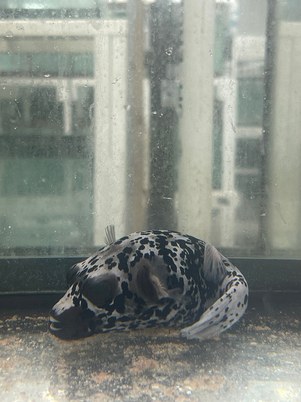 Dalmation (speckled) Dog Face Puffer (4")-#3