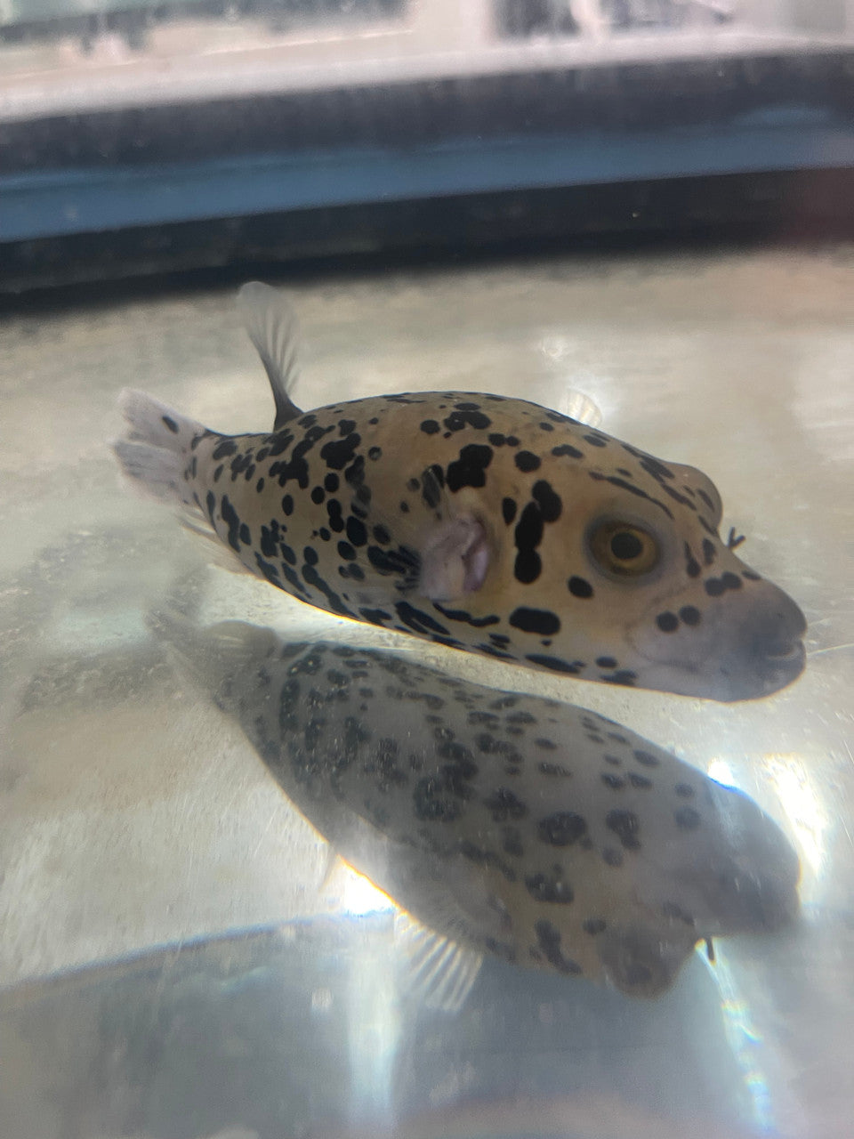 Dalmation (speckled) Dog Face Puffer (4")-#4