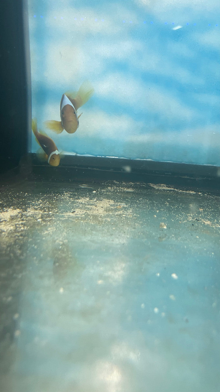 White Bonnet Clownfish - Amphiprion leucokranos-Wild Caught Pair