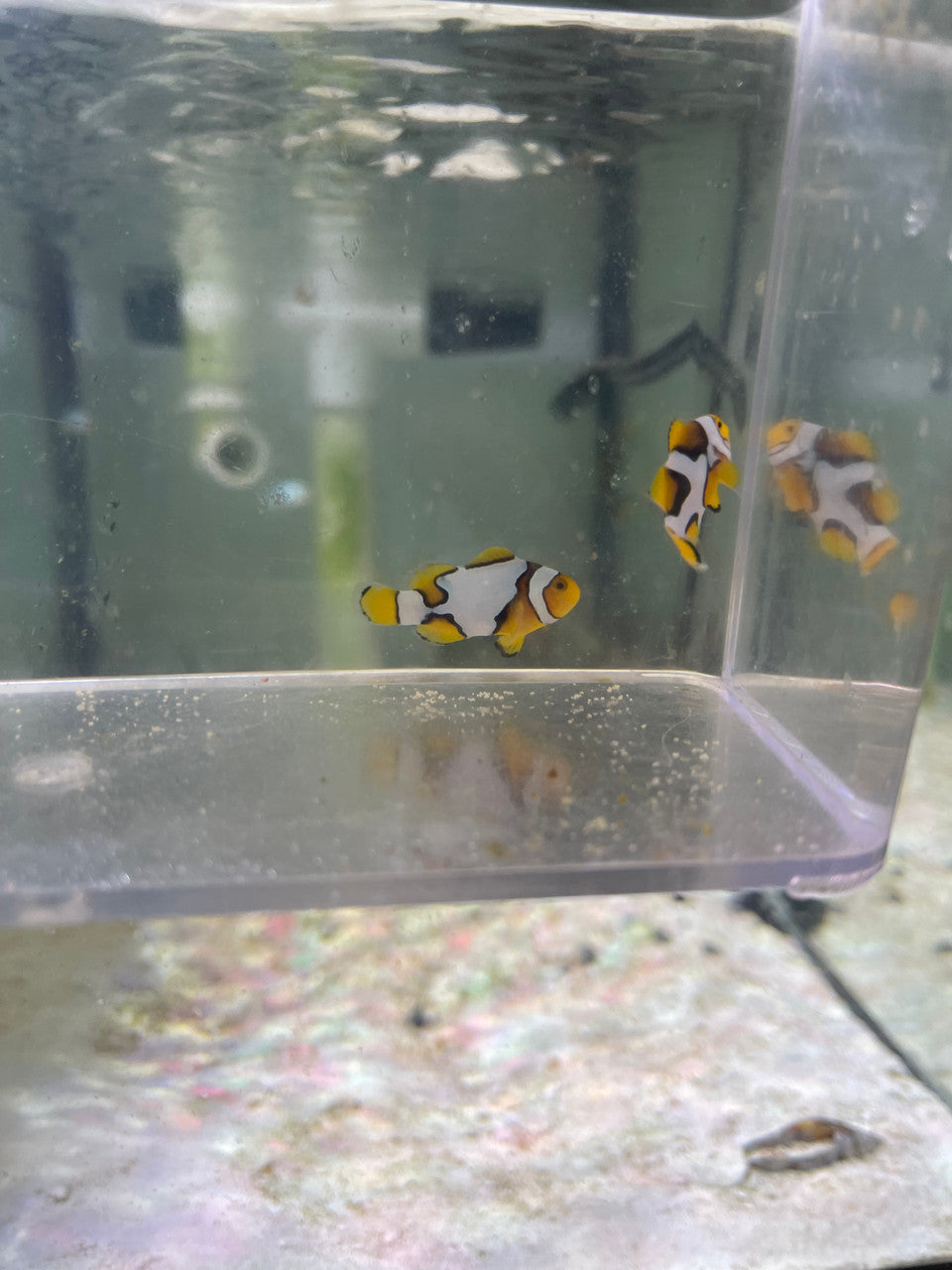 CRAZY WC Designer Picasso Clownfish Pair #3