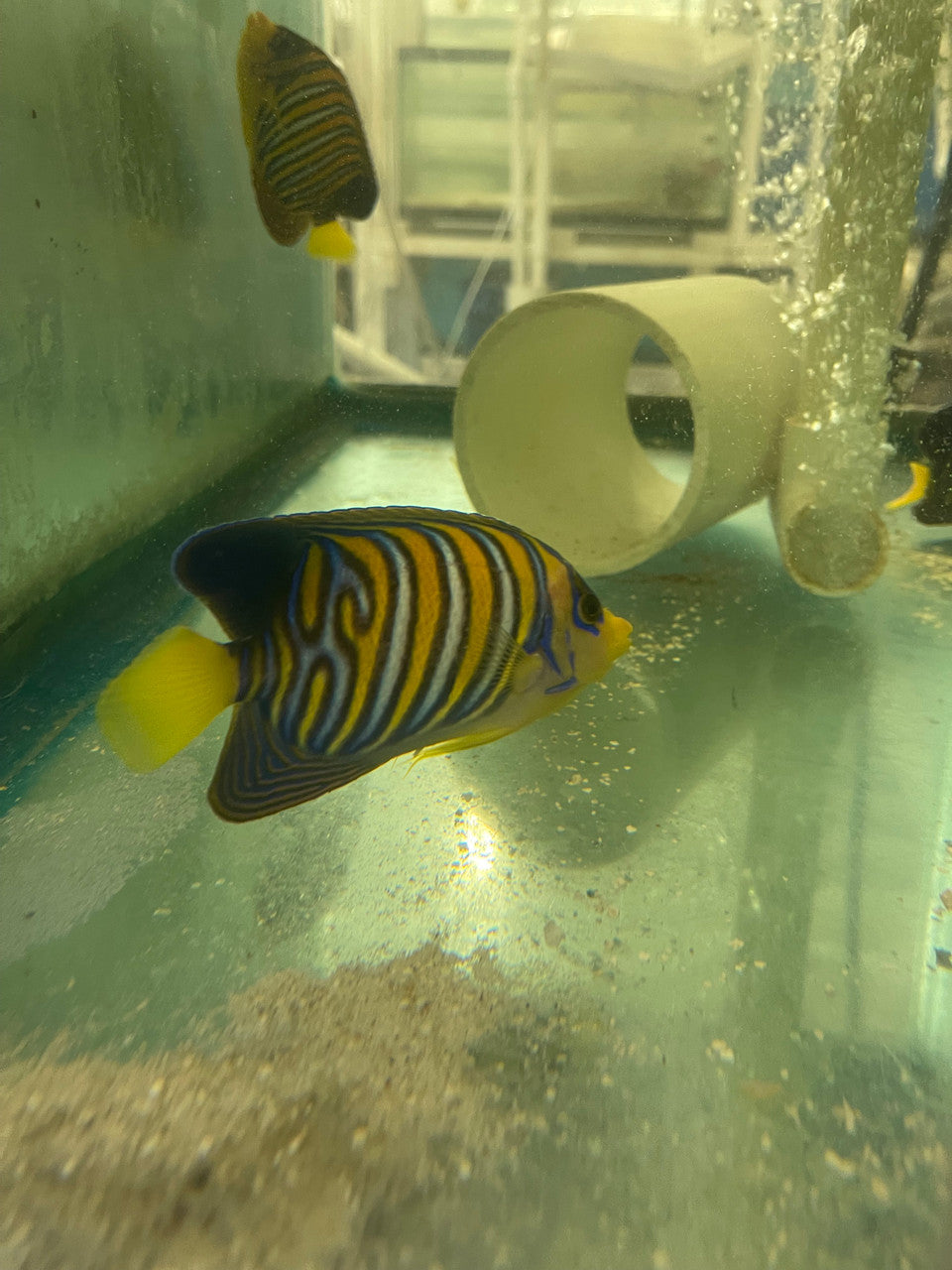 Regal Angel-True Red Sea (4")-Extreme misbar #5