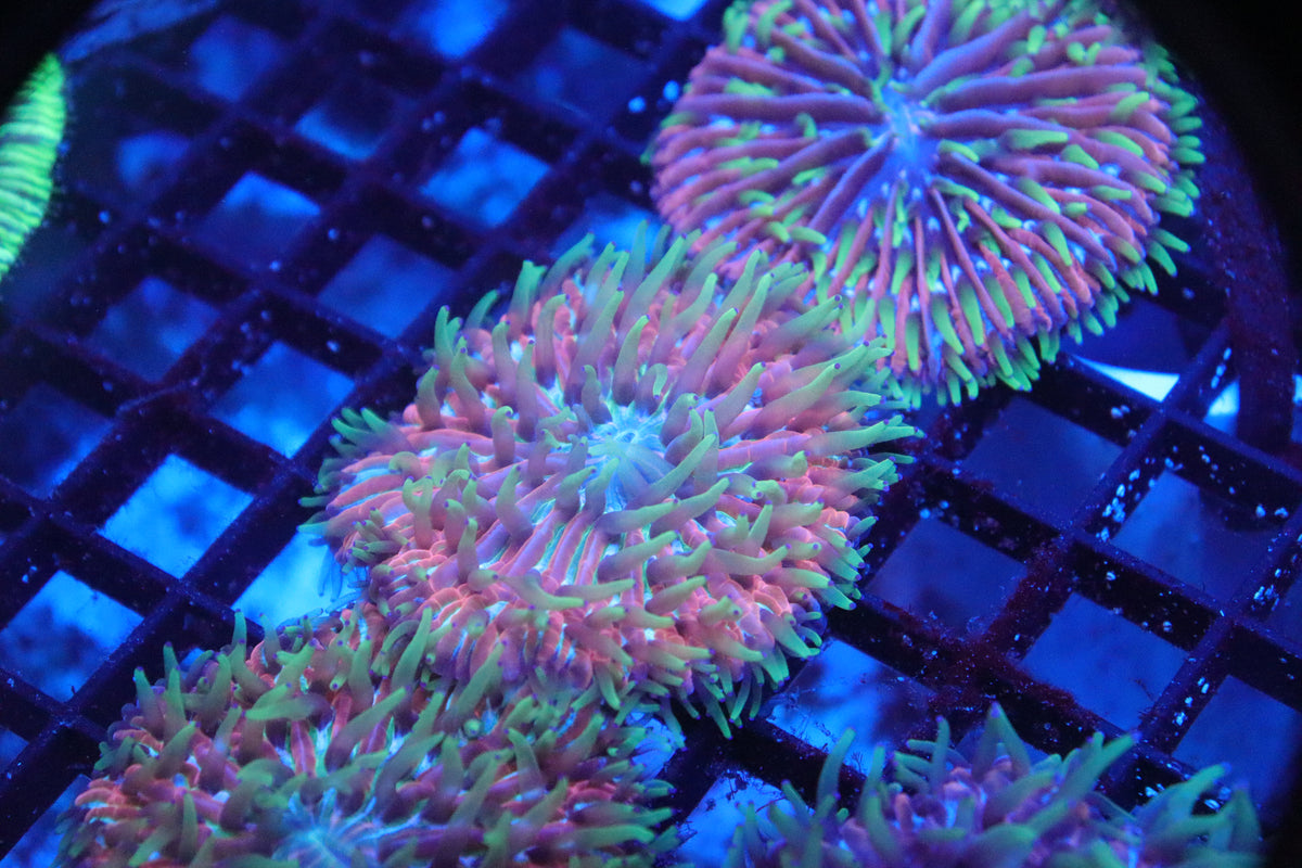 Plate Coral Rough - Fungia spp. (B13)