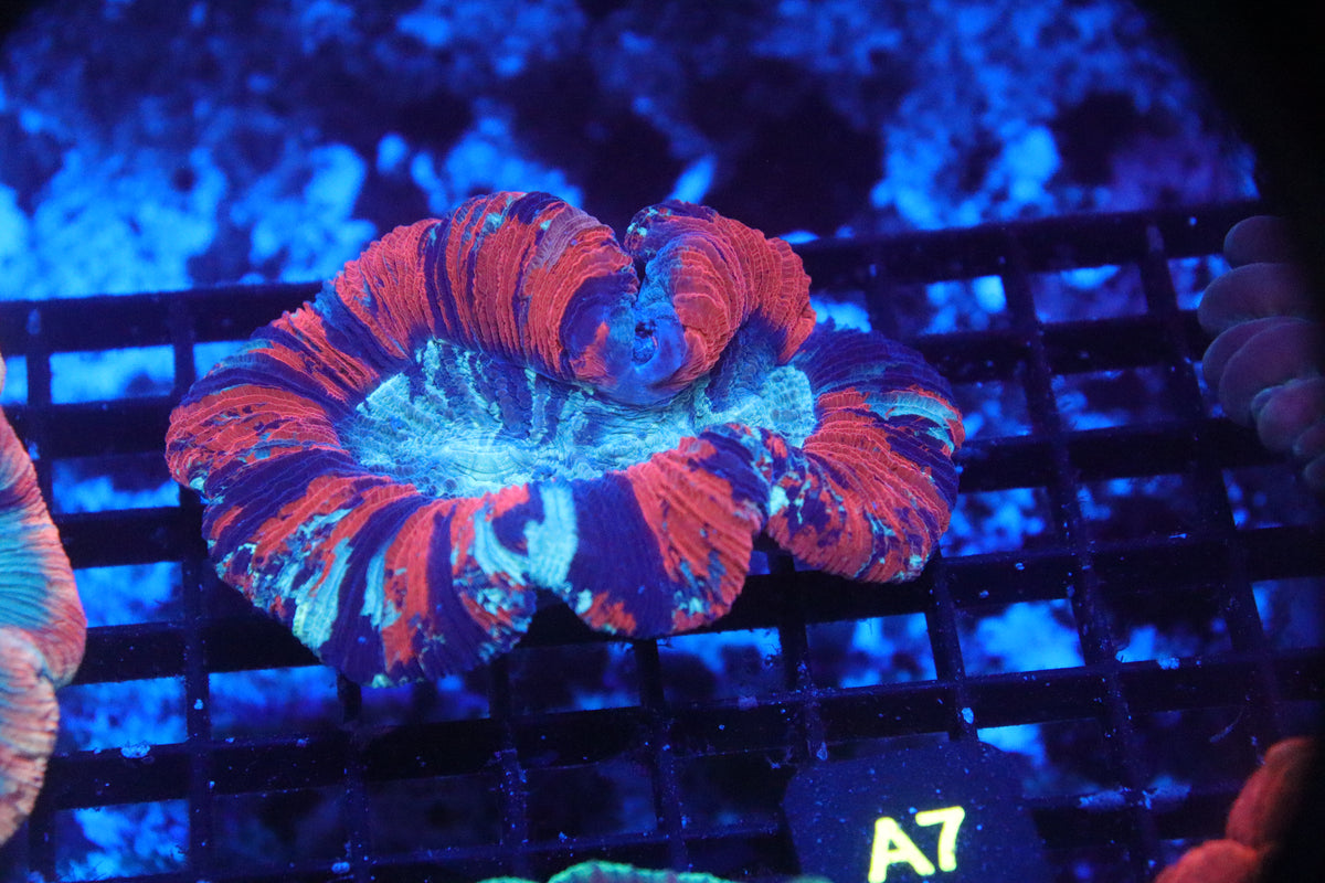 Brain Coral Timor NEON (M) - Trachyphyllia geoffroyi (A7)