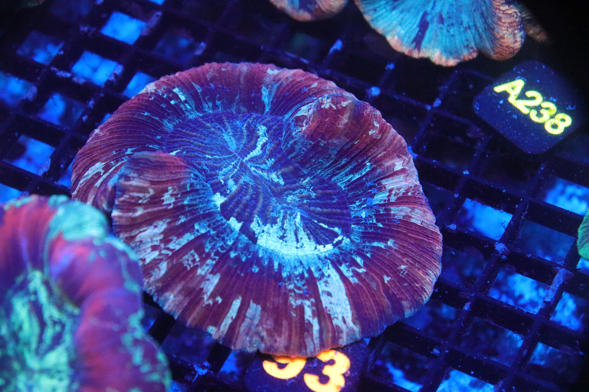 Brain Coral Flat Bottom Multicolor (M) - Trachyphyllia geoffroyi (93)