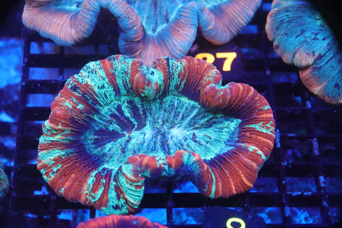 Brain Coral Flat Bottom Multicolor (M) - Trachyphyllia geoffroyi (C71)