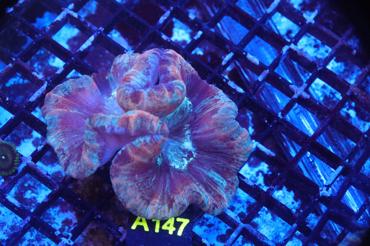 Brain Coral Flat Bottom Multicolor (S) - Trachyphyllia geoffroyi (A147)