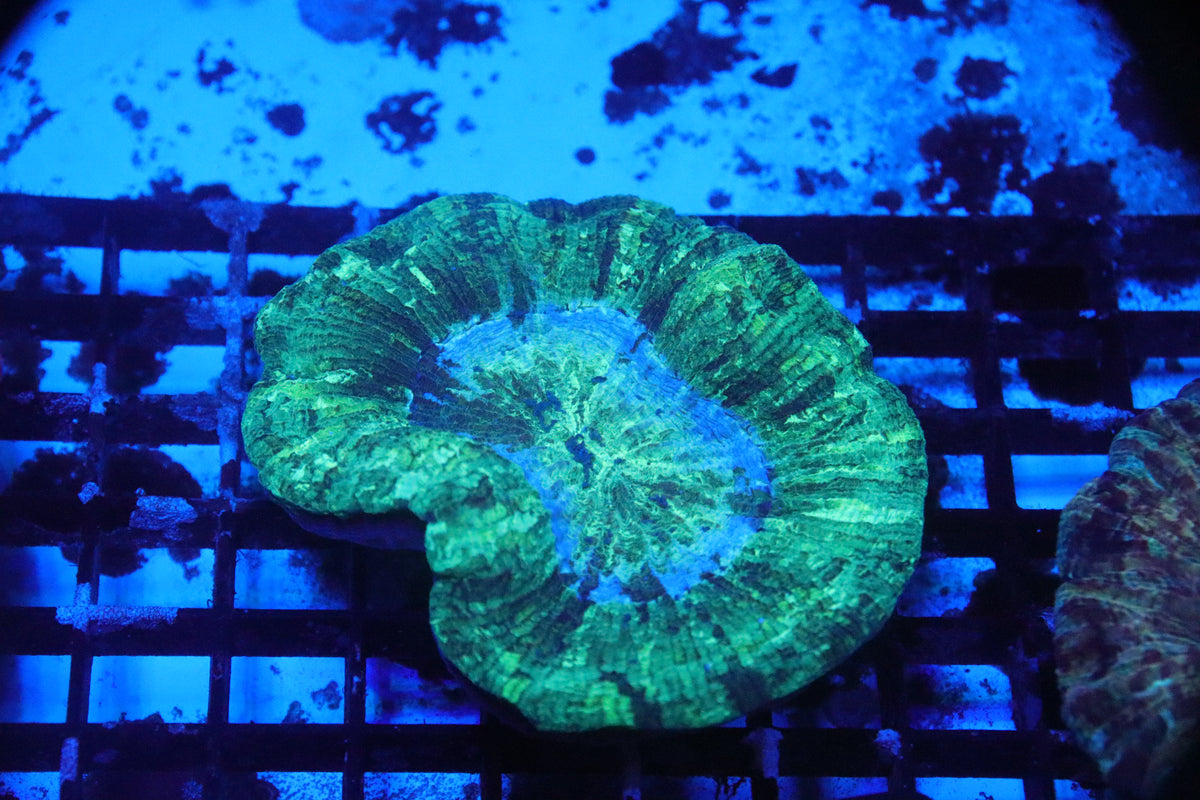 Brain Coral Flat Bottom - Trachyphyllia geoffroyi (B243)