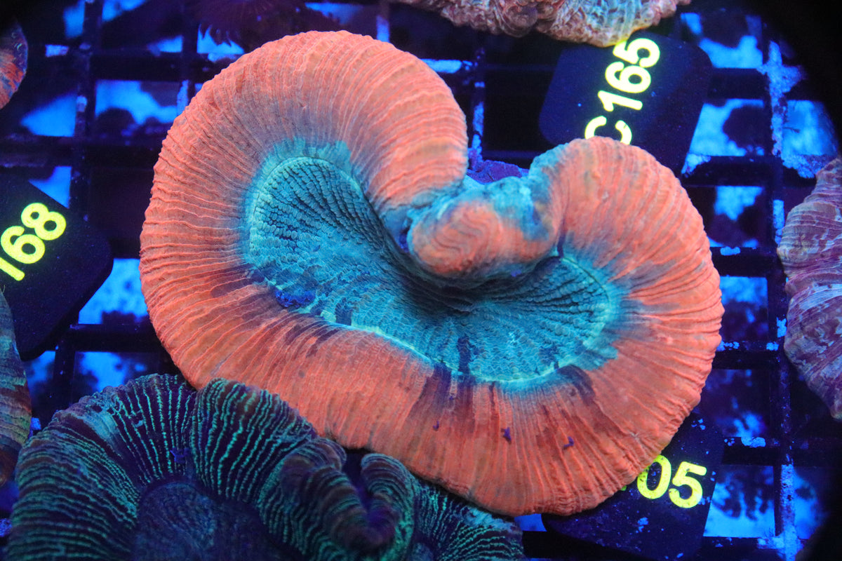 Brain Coral Flat Bottom (orange) - Trachyphyllia geoffroyi (A105)