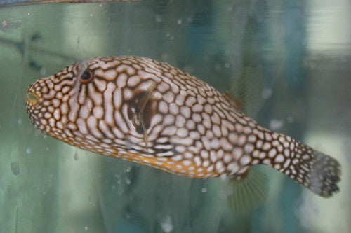 Mappa Puffer | Arothron Mappa (6ā)
