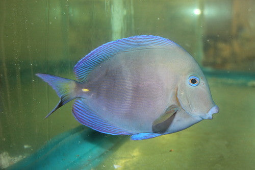 Atlantic Blue Tang | Acanthurus coeruleus (3-4")