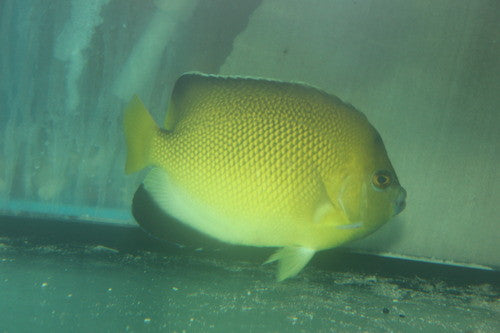 Armitage Angelfish Hybrid (Apolemichthys xanthurus x Apolemichthys trimaculatus)