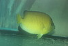 Armitage Angelfish Hybrid (Apolemichthys xanthurus x Apolemichthys trimaculatus)