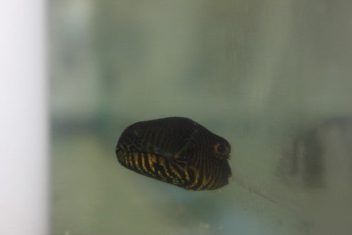 Starry (Stelate) Puffer (1")