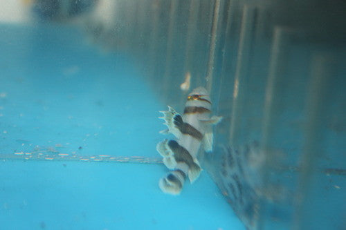 Black Barred Reef Goby