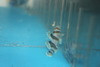 Black Barred Reef Goby
