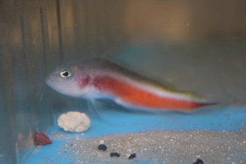 Orange Peel Pseudochromis-Male