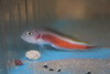 Orange Peel Pseudochromis-Male