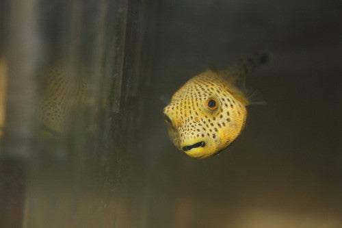 Starry (Stelate) Puffer (3")