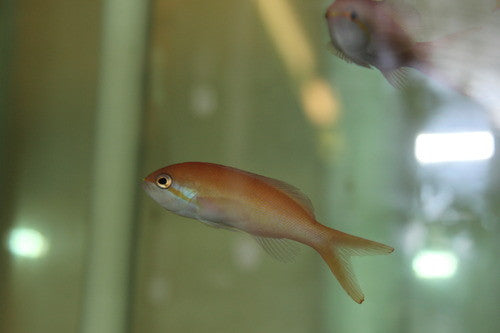 Carberryi Anthias-Maldives