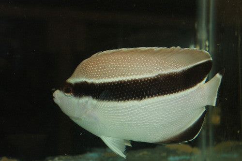 Bandit Angelfish (Hawaii)-5 "