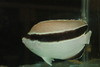 Bandit Angelfish (Hawaii)-5 "
