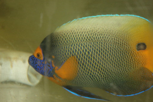 Blue Face Angel | Pomacanthus xanthometopon (7-8" XL adult)