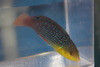 Yellow Breasted Wrasse (Anampses Twistii)-3”