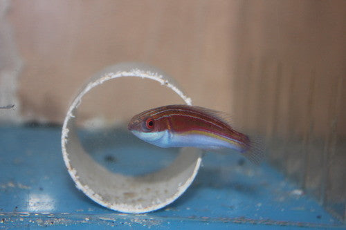 Labouti Wrasse-3"