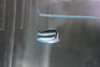 Bellus Angel-Female (1")