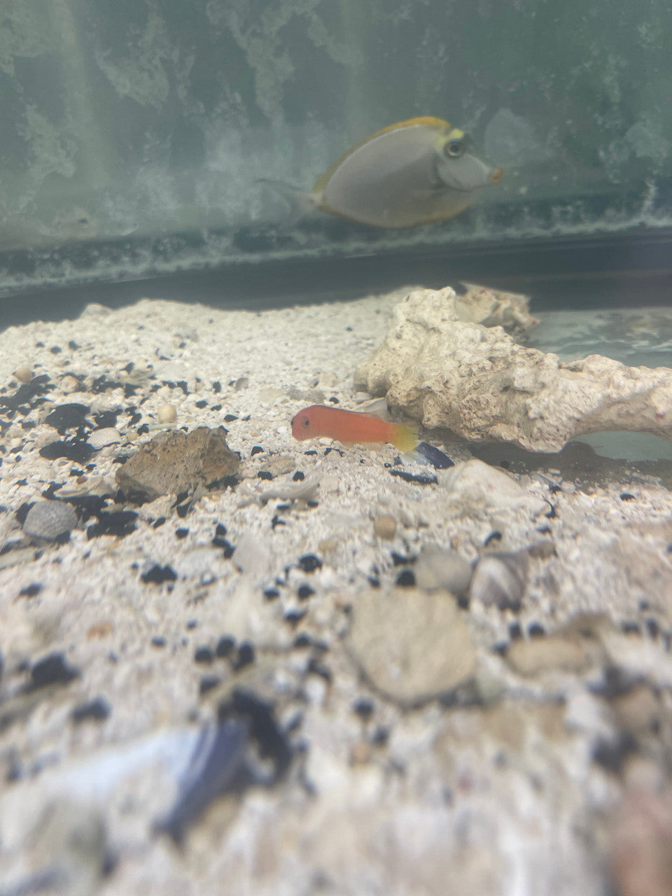 Rose Island basslet | Pseudoplesiops rosae