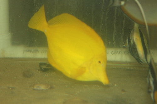 Yellow Tang- Show Size (7-8")