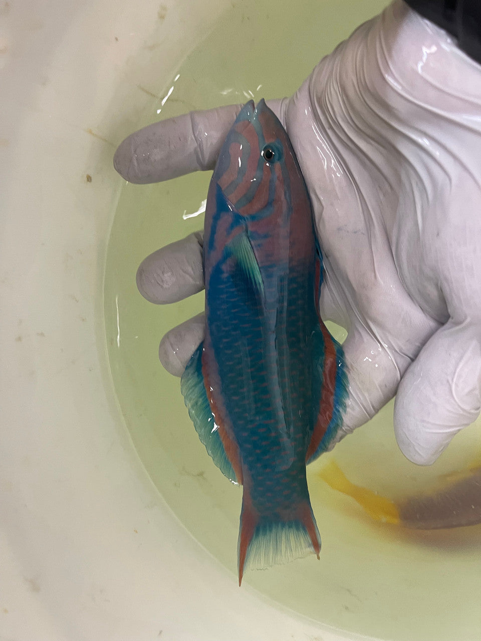 Sunset Wrasse - Thalassoma grammaticum-8"