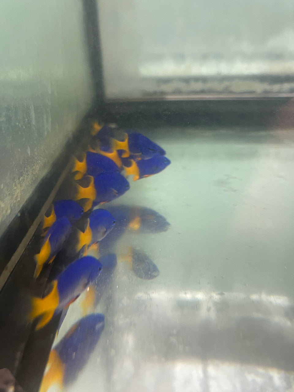 Arnaz's damselfish | Chrysiptera arnazae,