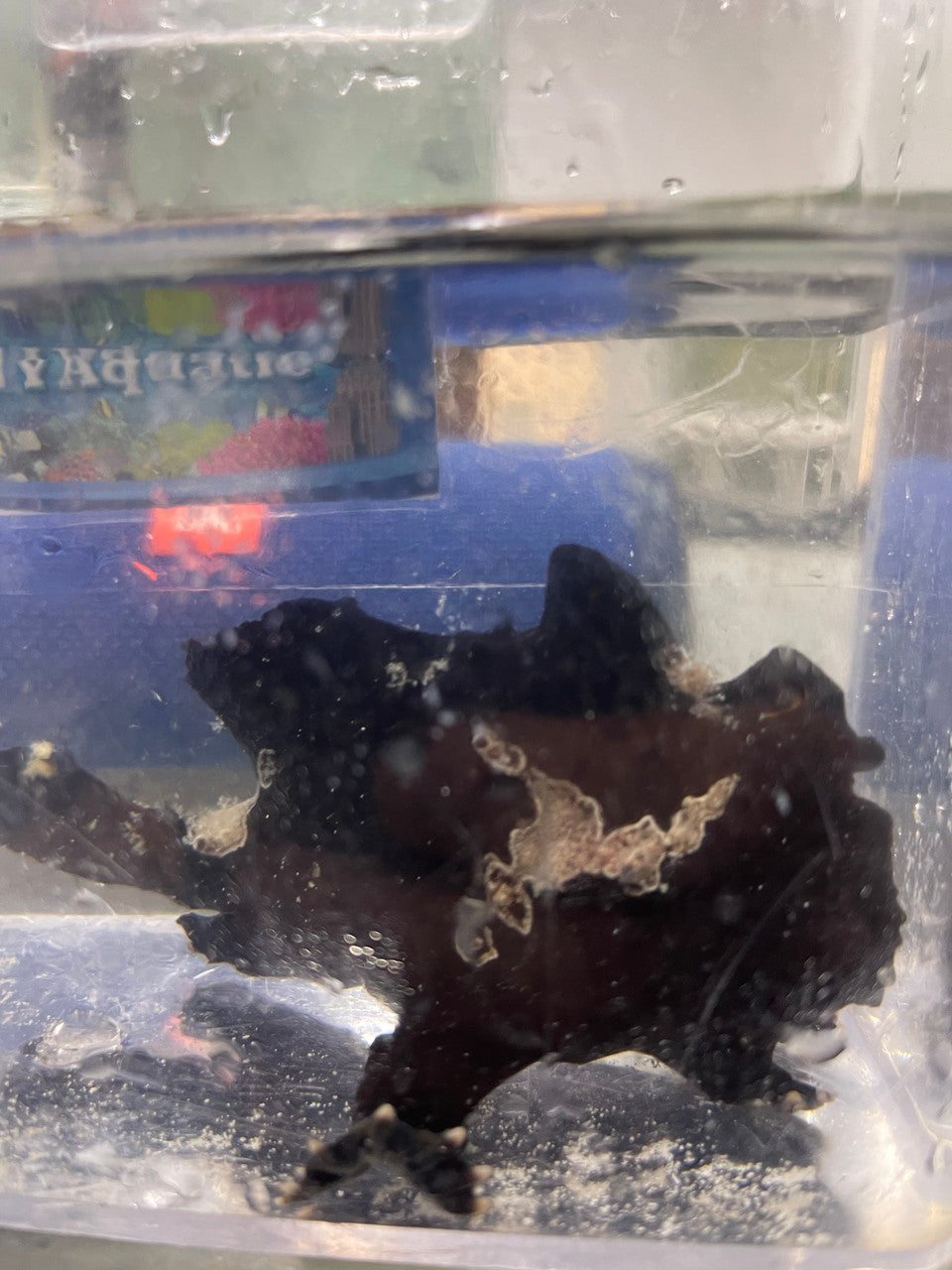 Wartskin Anglerfish 4" (black)