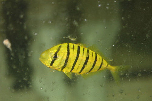 Golden Trevally (1-2")