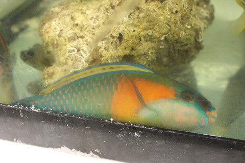 Orange Cheek Parrotfish (7")