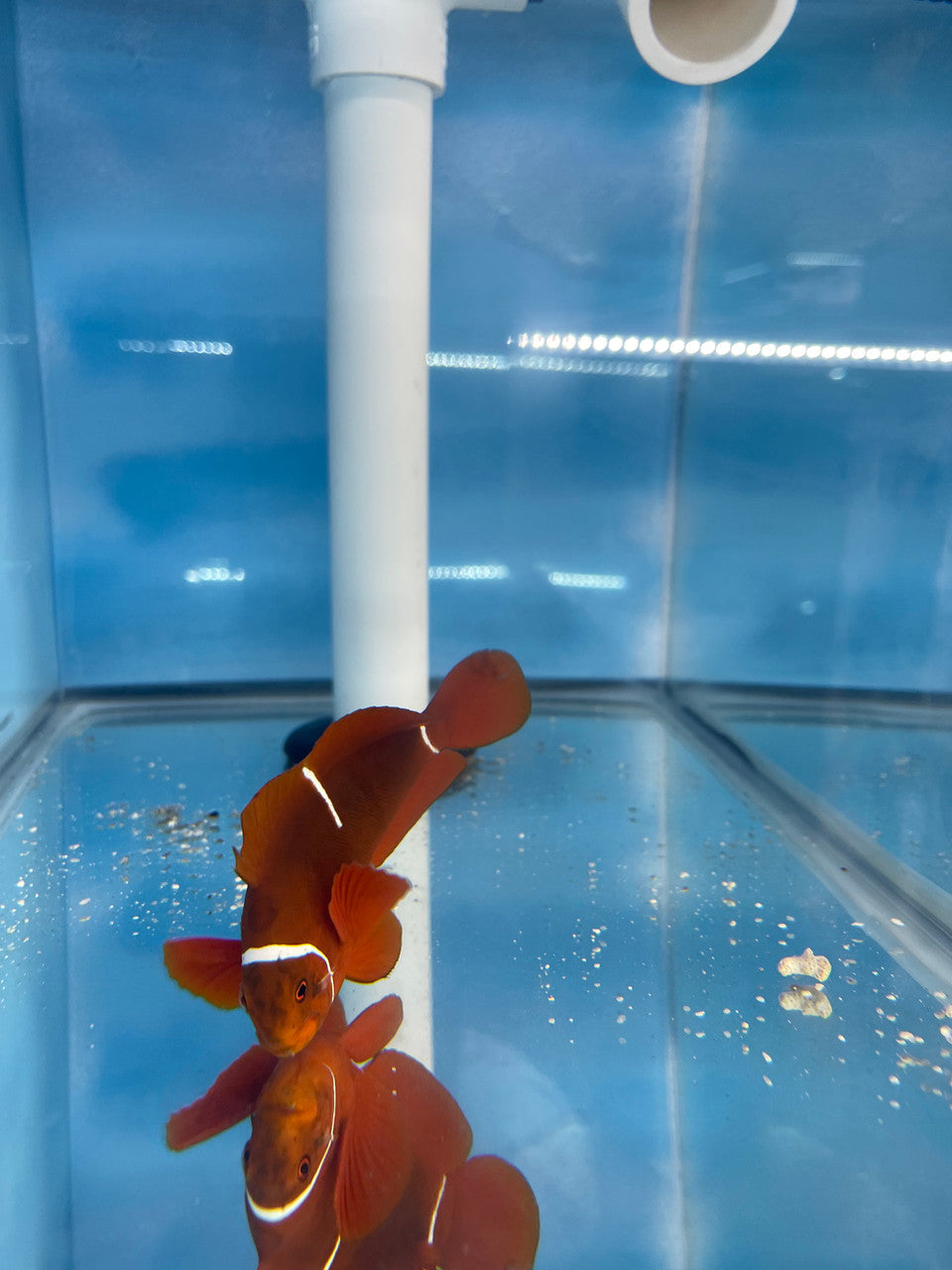 Wild Caught Naked Maroon Clownfish