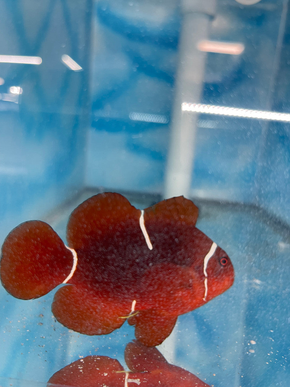 Wild Caught Naked Maroon Clownfish