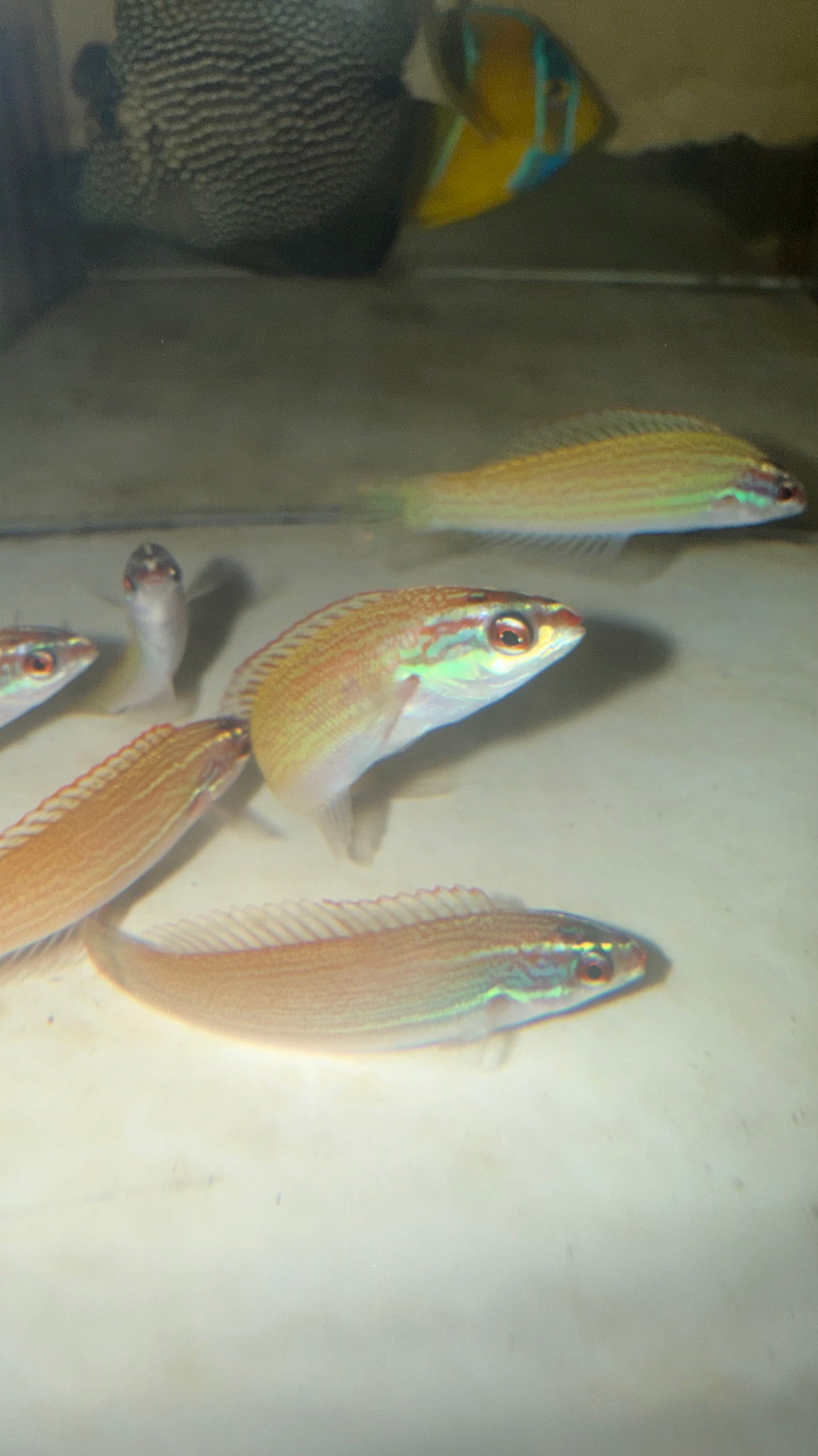 Redspot (Pink) Wrasse - Pseudocoris yamashiroi