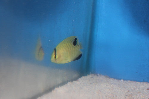 Goldflake Angel 1" Juvenile