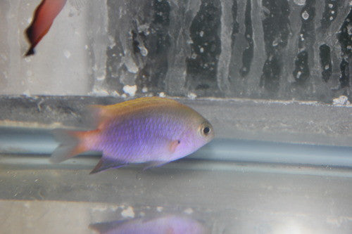 Bleeker's damsel