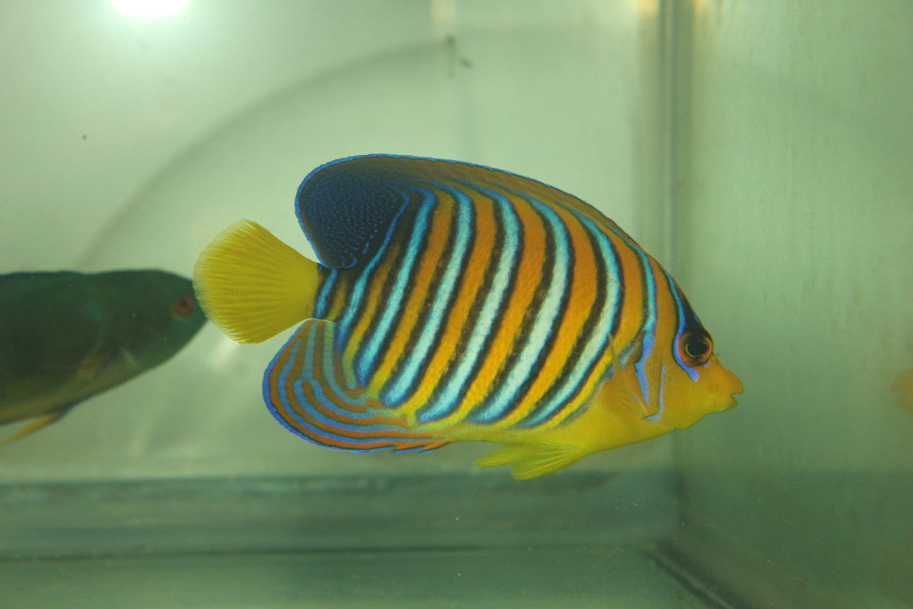 Regal Angel (True Red Sea)-3-4" (PAIR)