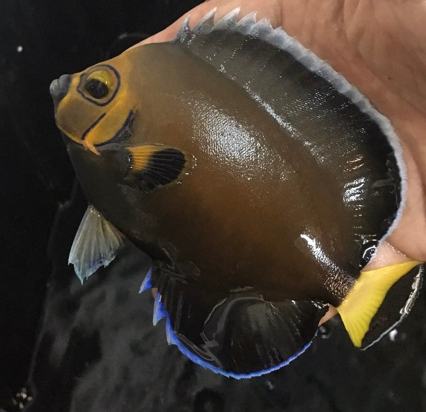 Conspiculatus Angel (Chaetodontoplus conspicillatus) (5")